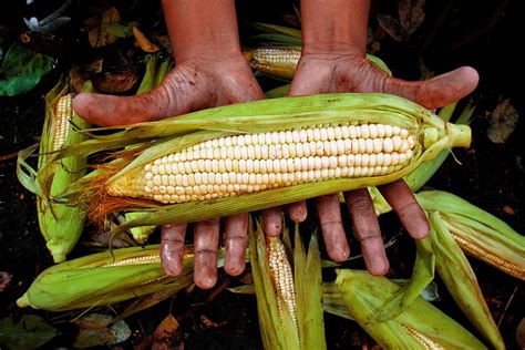  The Origin of Corn - Một câu chuyện dân gian Mexico đầy bí ẩn về nguồn gốc của ngô!